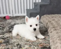 Jalon, a male West Highland White Terrier for sale in Berlin, OH – 1 of 4
