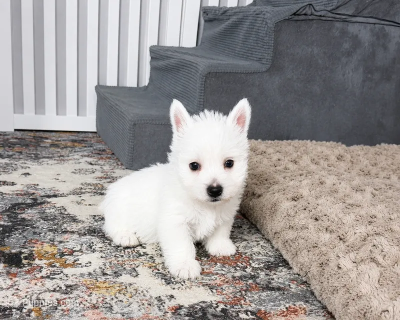 Jalon – West Highland White Terrier puppy for sale in Berlin, OH