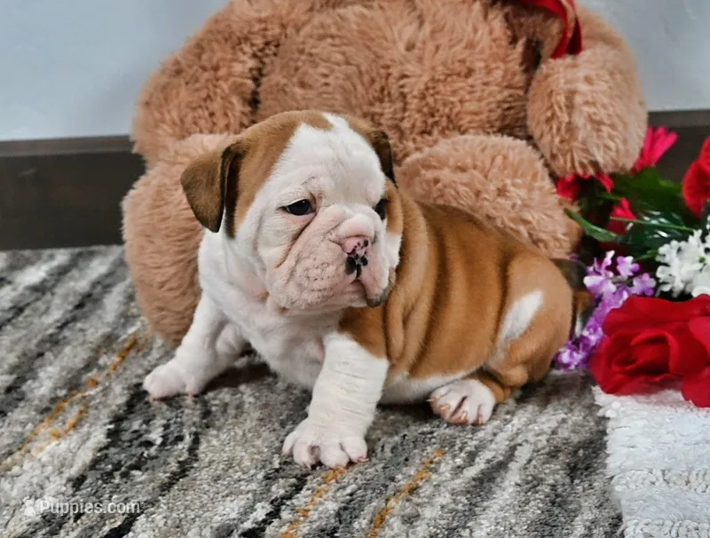 Earl – English Bulldog puppy for sale in Berlin, OH