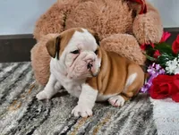 Earl, a male English Bulldog for sale in Berlin, OH – Photo 1 of 5