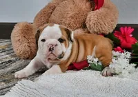 Earl, a male English Bulldog for sale in Berlin, OH – Photo 3 of 5