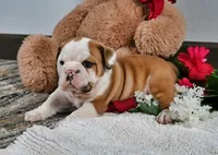Earl, a male English Bulldog for sale in Berlin, OH – Photo 4 of 5