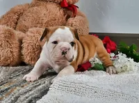 Earl, a male English Bulldog for sale in Berlin, OH – Photo 2 of 5