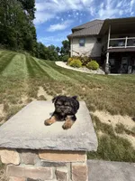 Xina, a female Yorkshire Terrier for sale in Berlin, OH – 6 of 7