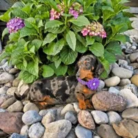Stella, a female Miniature Dachshund for sale in Berlin, OH – 4 of 5