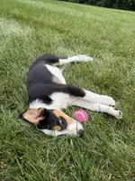 Luna, a female Australian Shepherd for sale in Berlin, OH – 5 of 6