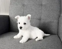 Moses, a female West Highland White Terrier for sale in Berlin, OH – 2 of 5