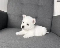 Haily, a female West Highland White Terrier for sale in Berlin, OH – 2 of 5