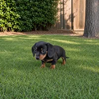 Sally, a female Miniature Dachshund for sale in Berlin, OH – 8 of 8