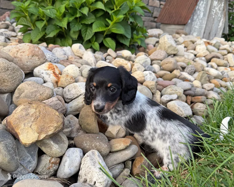 Molly – Miniature Dachshund puppy for sale in Berlin, OH