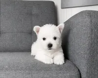 Isabella, a female West Highland White Terrier for sale in Berlin, OH – 2 of 5