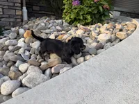 Kendra, a female Miniature Dachshund for sale in Berlin, OH – 6 of 10