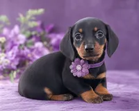 Jade, a female Miniature Dachshund for sale in Berlin, OH – 1 of 6