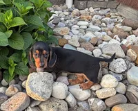 Henry, a male Miniature Dachshund for sale in Berlin, OH – 5 of 5