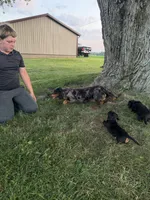 Josh, a male Miniature Dachshund for sale in Berlin, OH – 4 of 4
