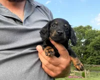 Kendra, a female Miniature Dachshund for sale in Berlin, OH – 6 of 6