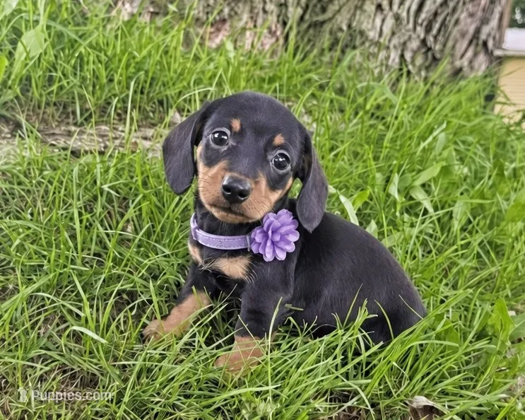 Kolbi – Miniature Dachshund puppy for sale in Berlin, OH