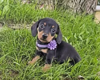 Kolbi, a male Miniature Dachshund for sale in Berlin, OH – 1 of 5