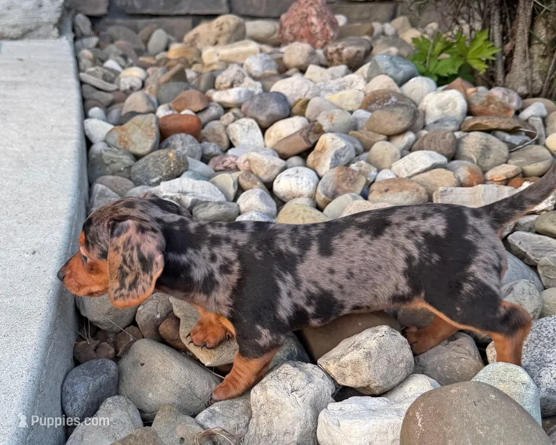 Sugar Girl – Miniature Dachshund puppy for sale in Berlin, OH