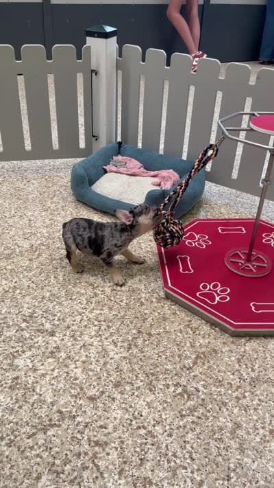 Buddy Boy, a male French Bulldog for sale in Berlin, OH – 7 of 7