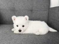 Haily, a female West Highland White Terrier for sale in Berlin, OH – 3 of 5