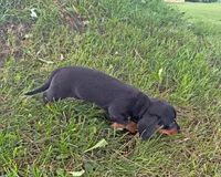 Jade, a female Miniature Dachshund for sale in Berlin, OH – 3 of 6