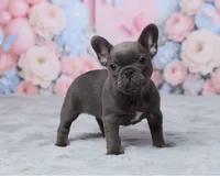 Luna, a female French Bulldog for sale in Berlin, OH – 5 of 6