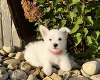 Annie, a female West Highland White Terrier for sale in Berlin, OH – 1 of 4