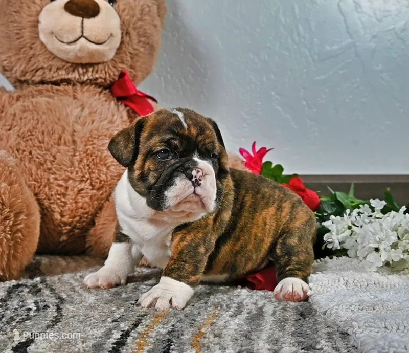Johnathan – English Bulldog puppy for sale in Berlin, OH