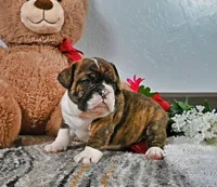 Johnathan, a male English Bulldog for sale in Berlin, OH – Photo 1 of 4