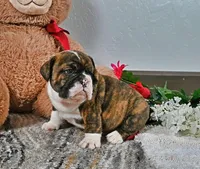 Johnathan, a male English Bulldog for sale in Berlin, OH – Photo 4 of 4