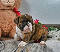 Johnathan, a male English Bulldog for sale in Berlin, OH – Photo 2 of 4