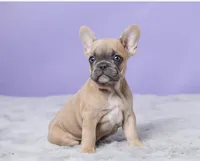 Buttercup , a female French Bulldog for sale in Berlin, OH – 4 of 6