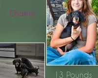 Joy, a female Miniature Dachshund for sale in Berlin, OH – Photo 4 of 4