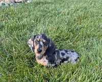 Joey, a male Miniature Dachshund for sale in Berlin, OH – 5 of 6
