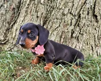 Maranda, a female Miniature Dachshund for sale in Berlin, OH – 5 of 6