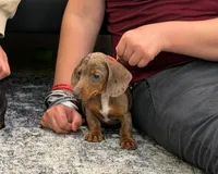 Titus, a male Miniature Dachshund for sale in Berlin, OH – 6 of 7
