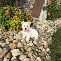 Amanda, a female West Highland White Terrier for sale in Berlin, OH – 1 of 6