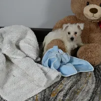 Willis, a male West Highland White Terrier for sale in Berlin, OH – Photo 4 of 5
