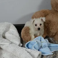 Willis, a male West Highland White Terrier for sale in Berlin, OH – Photo 2 of 5
