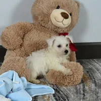 Willis, a male West Highland White Terrier for sale in Berlin, OH – Photo 1 of 5