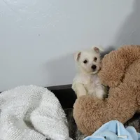 Willis, a male West Highland White Terrier for sale in Berlin, OH – Photo 3 of 5