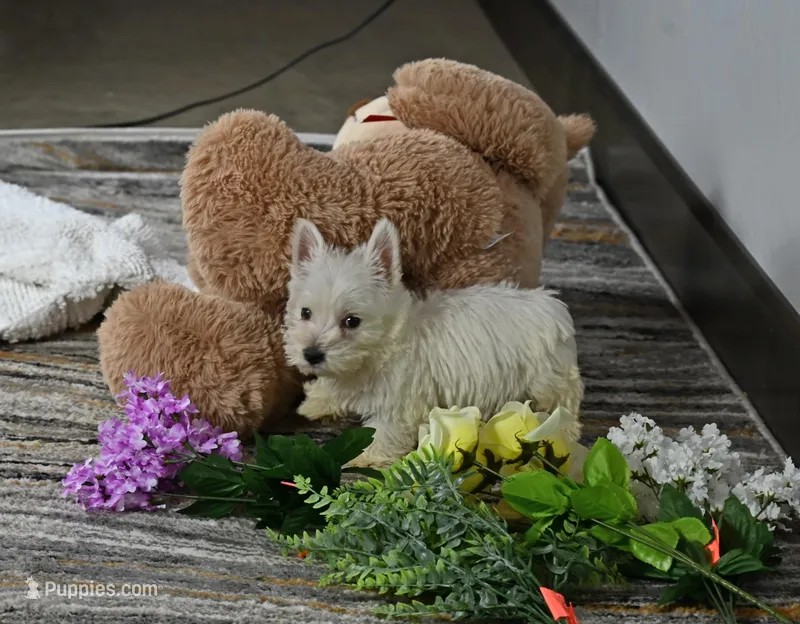 Willis – West Highland White Terrier puppy for sale in Berlin, OH