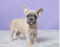 Thomas, a male French Bulldog for sale in Berlin, OH – 5 of 6