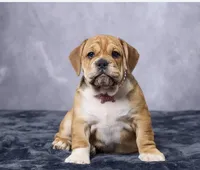 Lucy, a female English Bulldog for sale in Berlin, OH – 2 of 5