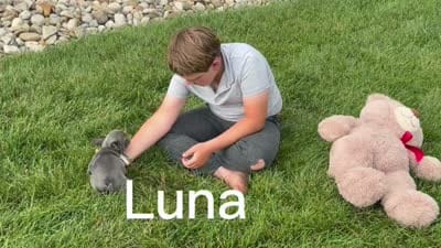 Luna, a female French Bulldog for sale in Berlin, OH – 6 of 6