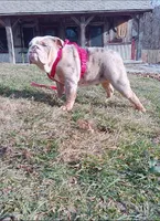 Stella, a female English Bulldog for sale in Berlin, OH – 5 of 5