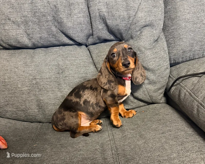 Nathan – Miniature Dachshund puppy for sale in Berlin, OH
