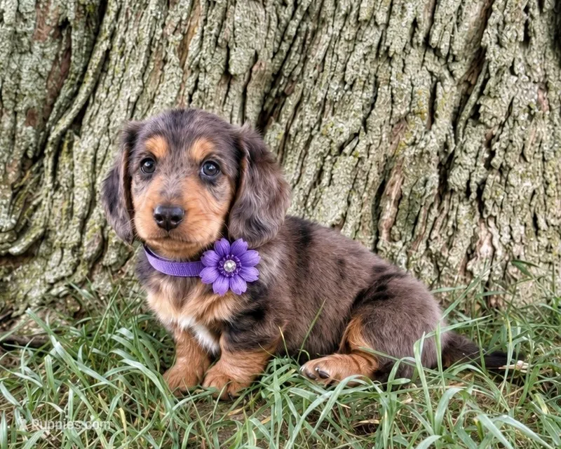Tod – Miniature Dachshund puppy for sale in Berlin, OH