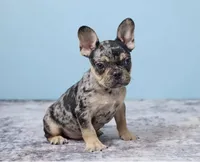 Buddy Boy, a male French Bulldog for sale in Berlin, OH – 5 of 7